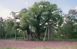 majoroak