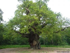 Sherwood Forest, Major Oak